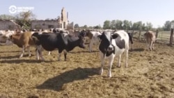 "146 миллионов убытков": украинские фермеры показывают, что война сделала с их хозяйствами 