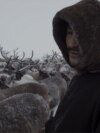 Russia's Vanishing Reindeer Herders: How A Native People Defy Change