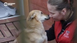 "Конь страдал годами, и об этом все знали!" Хозяйка приюта в Латвии спасает животных, с которыми жестоко обращались
