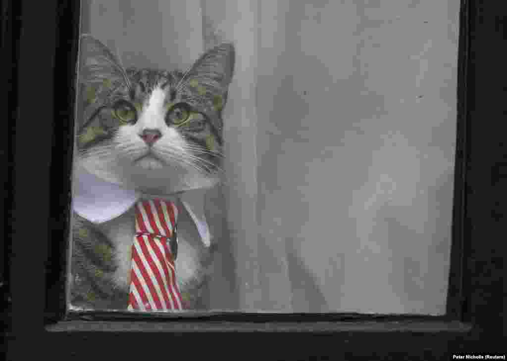 А это &ndash; кот Джулиана Ассанжа, основателя Wikileaks. В ноябре этого года его хозяина впервые допрашивали шведские прокуроры по делу об изнасиловании, которое ведут уже шесть лет, хотя формального обвинения ему до сих пор и не предъявили.&nbsp;С 2012 года 45-летний Ассанж находится в посольстве Эквадора. Он опасается, что полиция его арестует и выдаст Швеции, которая, убежден он, в свою очередь экстрадирует его в США. В Америке по делу о публикациях Wikileaks сведений, содержащих гостайну, ему может грозить смертная казнь