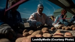 Сбор урожая картофеля в Беларуси