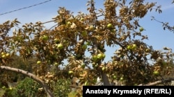 Листья на яблонях сгорели за два дня –​ жители села опасаются употреблять фрукты в пищу