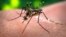 Aedes aegypti is a vector transmitting the Zika virus