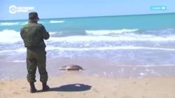 В Каспийском море массово гибнет рыба: что происходит? 