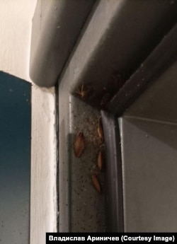 В миграционном хорватском лагере в Порине. Тараканы.